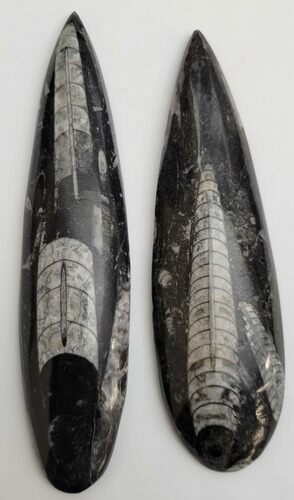 Pair of Polished Fossil Orthoceras (Cephalopod) - Morocco #216141